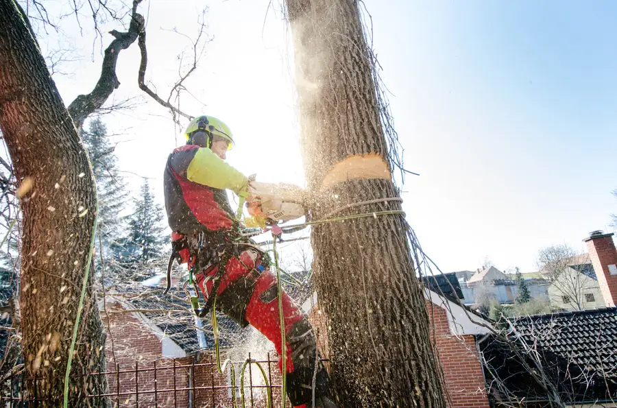 Excellent Tree Cutting Service Holden, MO