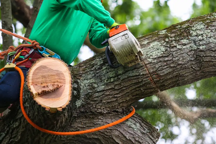 Professional Tree Trimming Service Holden, MO Professional Tree Trimming Service Holden, MO