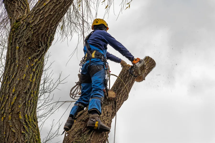 Quality Tree Cutting Service Holden, MO