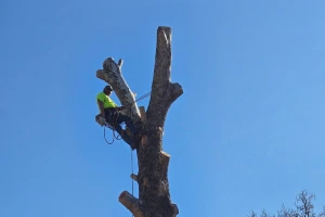 Reliable Tree Service