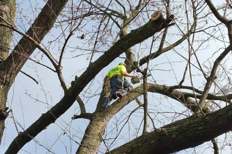 Tree Cutting Service