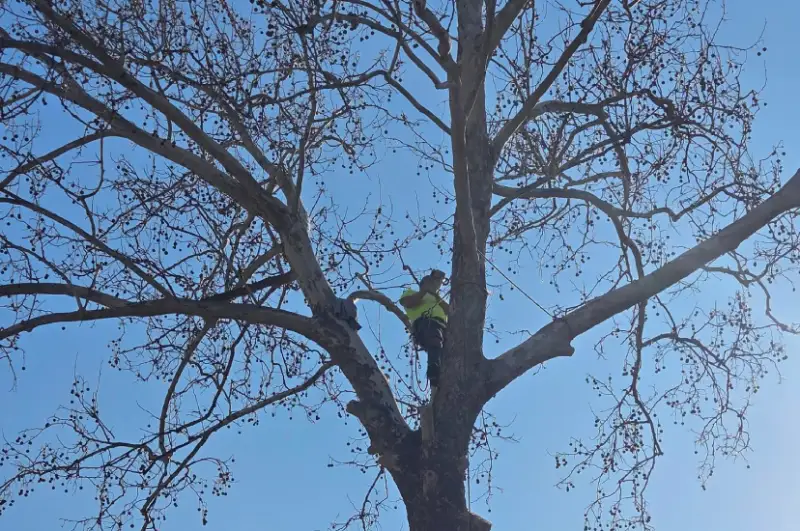 Tree Trimming Service