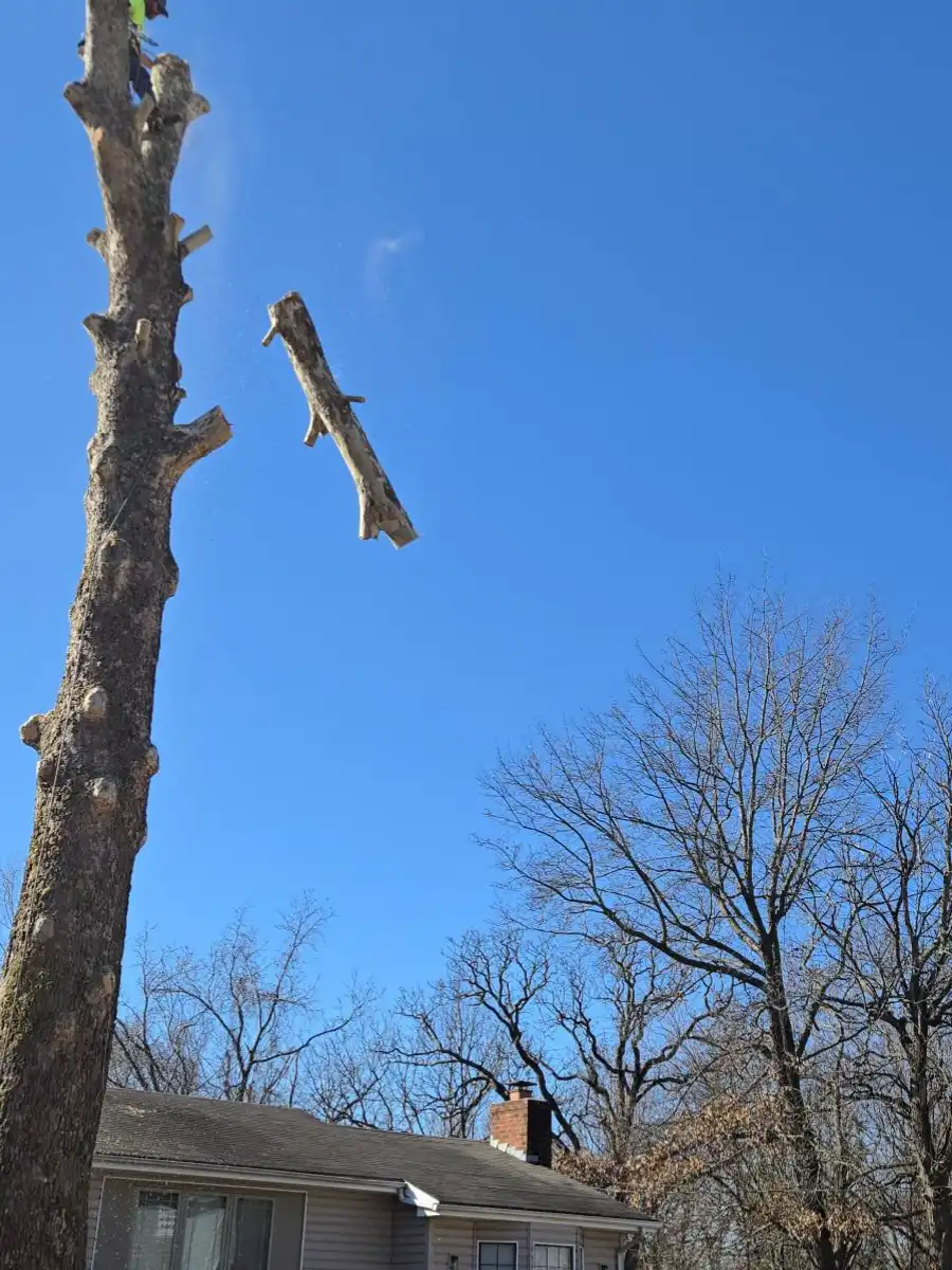 Trusted Tree Removal Services