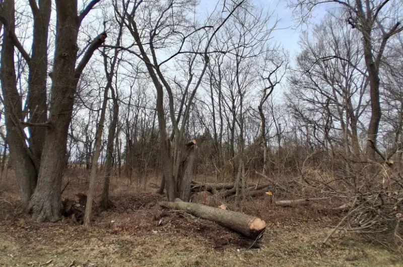 Yeager Tree Service's other services